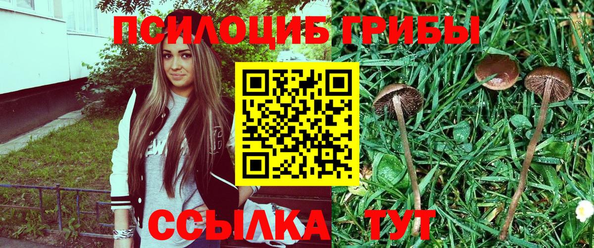 Бердск  Галлюциногенные грибы GOLDEN TEACHER  где продают   Вход с VPN 